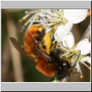 Andrena fulva - Rotpelzige Sandbiene w10.jpg